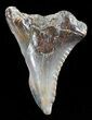 Colorful, Hemipristis Shark Tooth Fossil - Virginia #50049-1